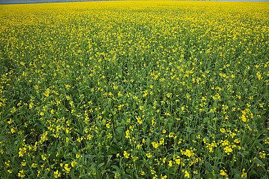 Steam开启程序员日特卖 众多自动化编程游戏参与特卖